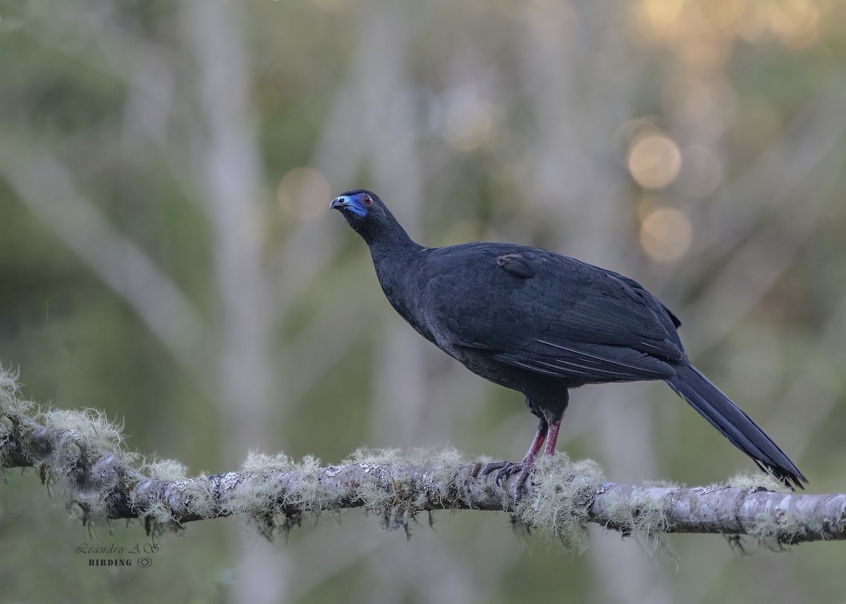 Black Guan - ML218205541