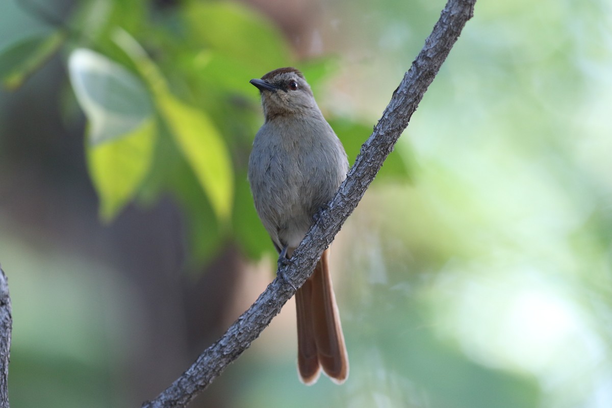 Rufous-tailed Palm-Thrush - ML218205681