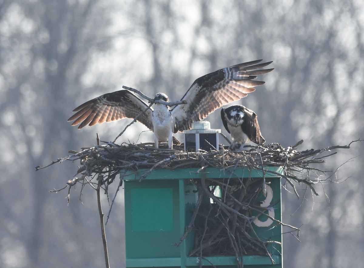 Osprey - ML218205711