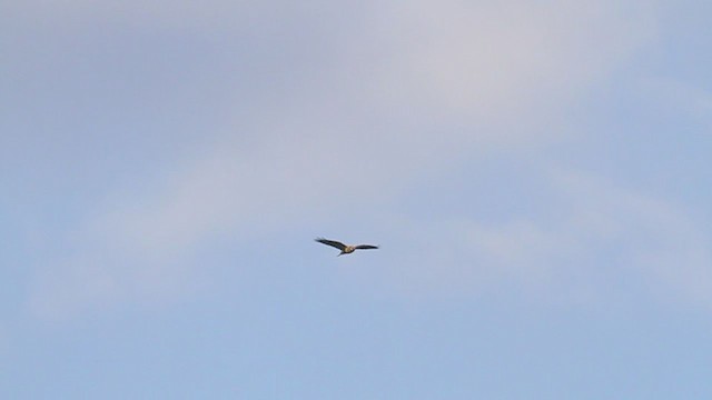 Rough-legged Hawk - ML218205761