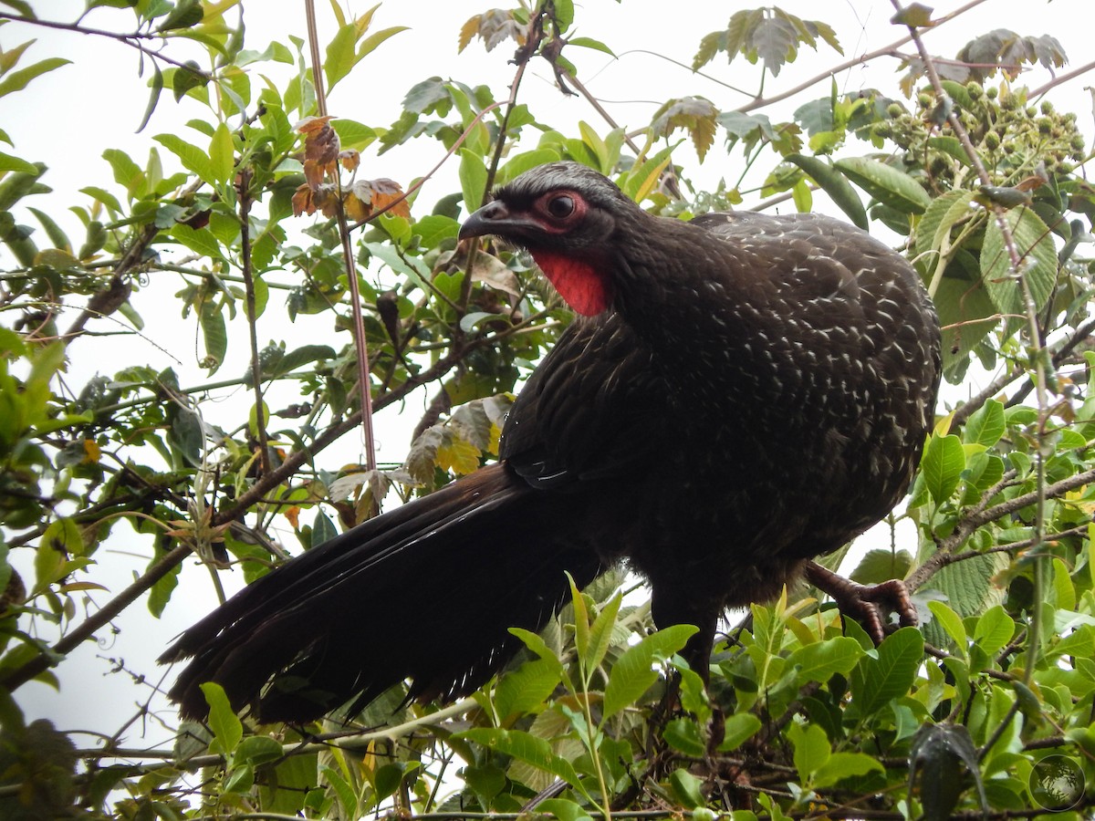 Red-faced Guan - ML218208701