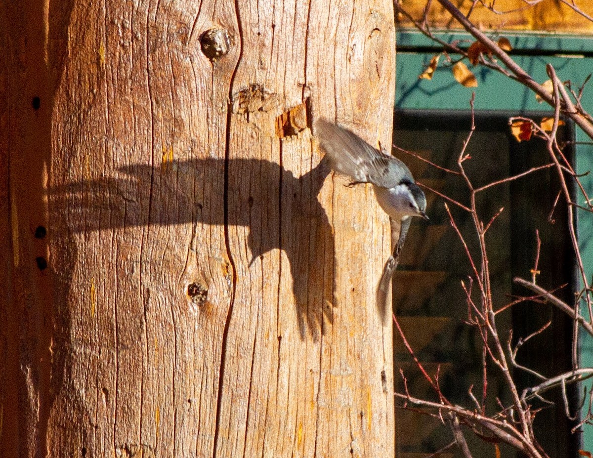 White-breasted Nuthatch - ML218209471