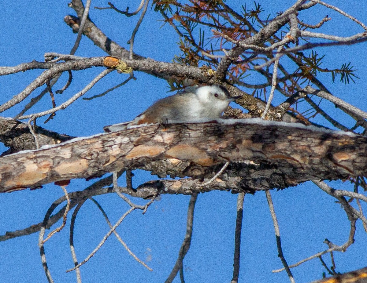 White-breasted Nuthatch - ML218209481