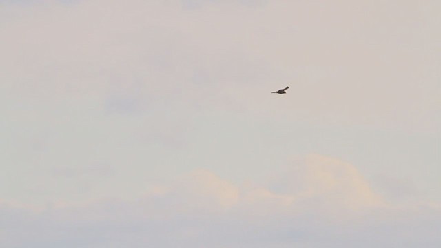 Rough-legged Hawk - ML218209851