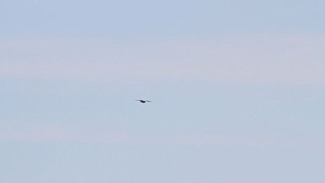 Rough-legged Hawk - ML218209861