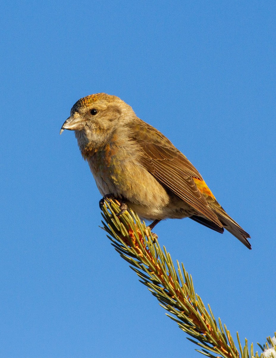 Red Crossbill (Douglas-fir or type 4) - ML218210101