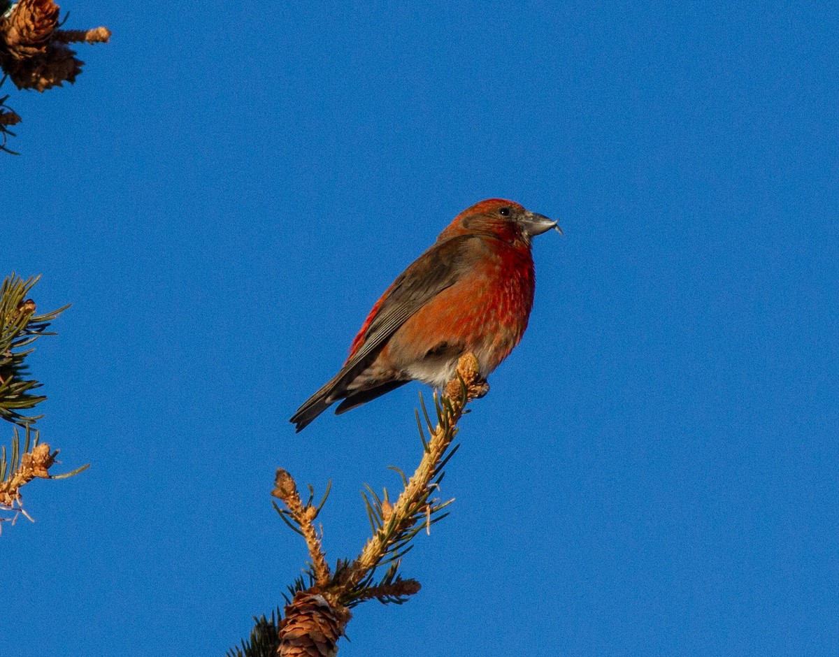 Red Crossbill (Douglas-fir or type 4) - ML218210111
