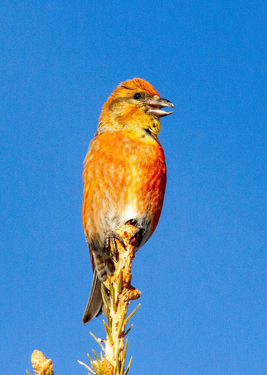 Red Crossbill (Douglas-fir or type 4) - ML218210121