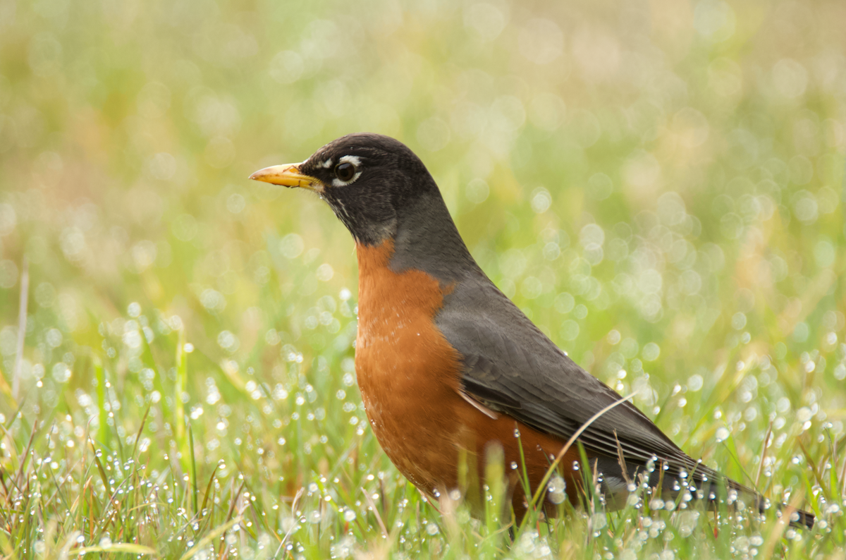 American Robin - ML218210181