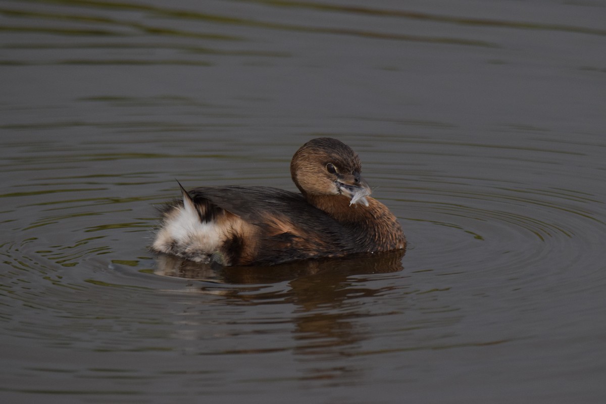 Pied-billed Grebe - Ben  Sonnenberg