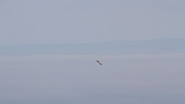 Rough-legged Hawk - ML218210991