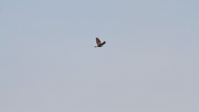 Rough-legged Hawk - ML218211111