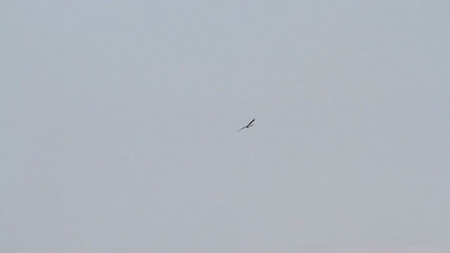 Rough-legged Hawk - ML218211571