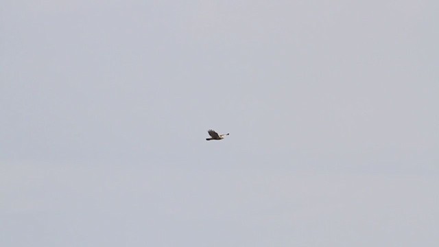 Rough-legged Hawk - ML218212531