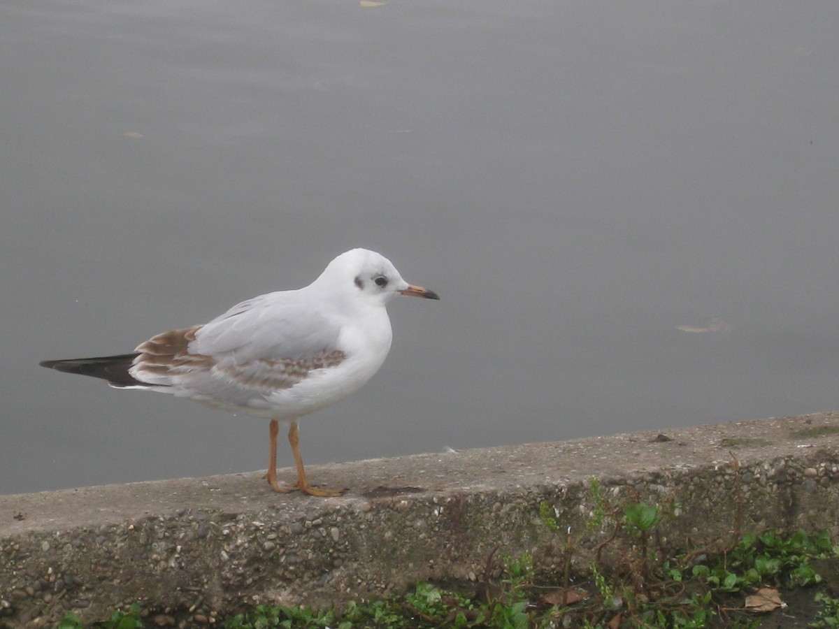 Mouette rieuse - ML218212671