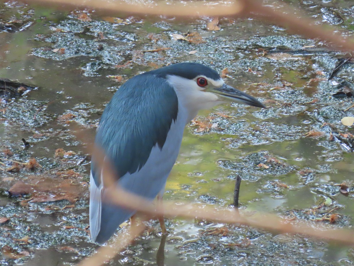 Black-crowned Night Heron - ML218213601