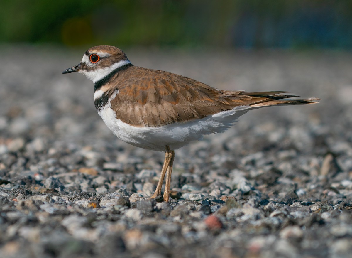 Killdeer - David C