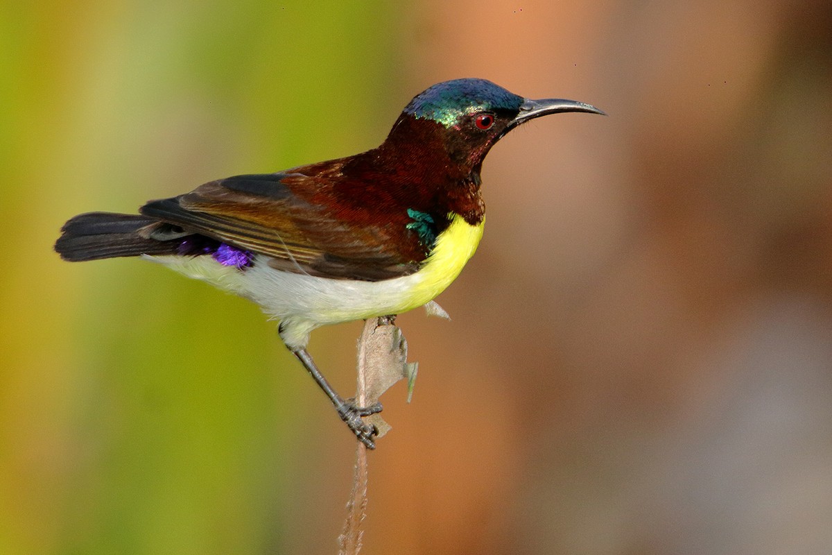 Purple-rumped Sunbird - David Clark