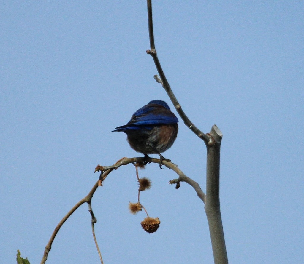 Western Bluebird - ML218216311