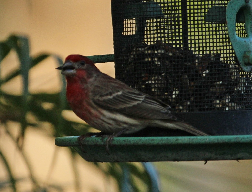 House Finch - ML218216681