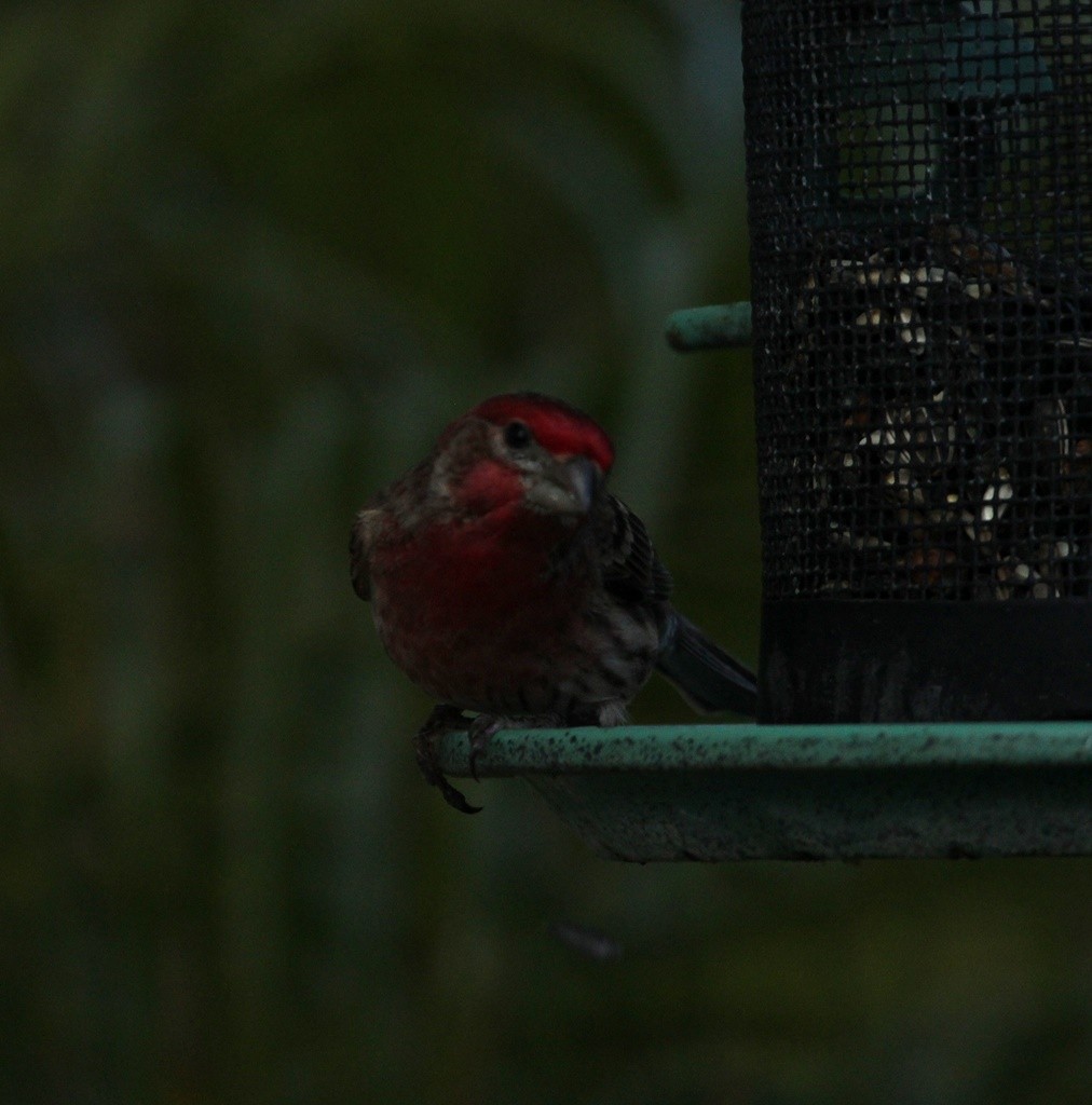 House Finch - ML218216701