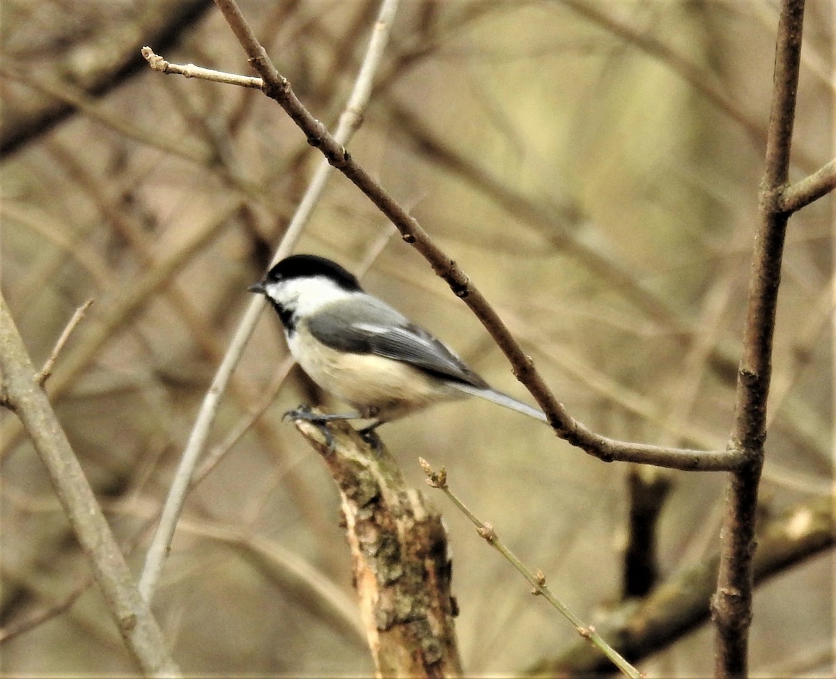 Black-capped Chickadee - Pat Andersen