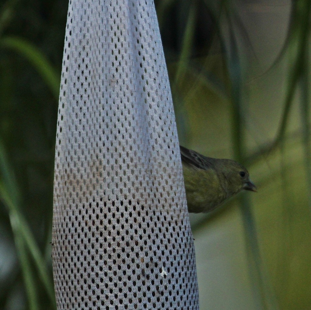 Lesser Goldfinch - ML218217721