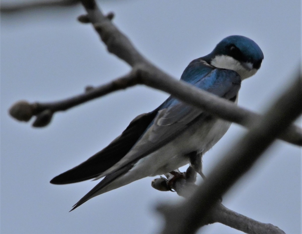 Tree Swallow - ML218218021