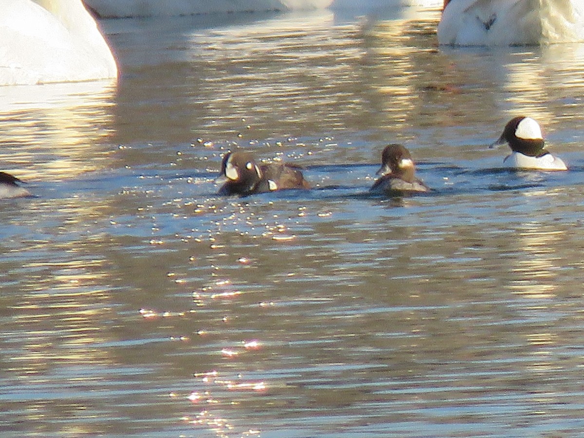 Harlequin Duck - ML218221841