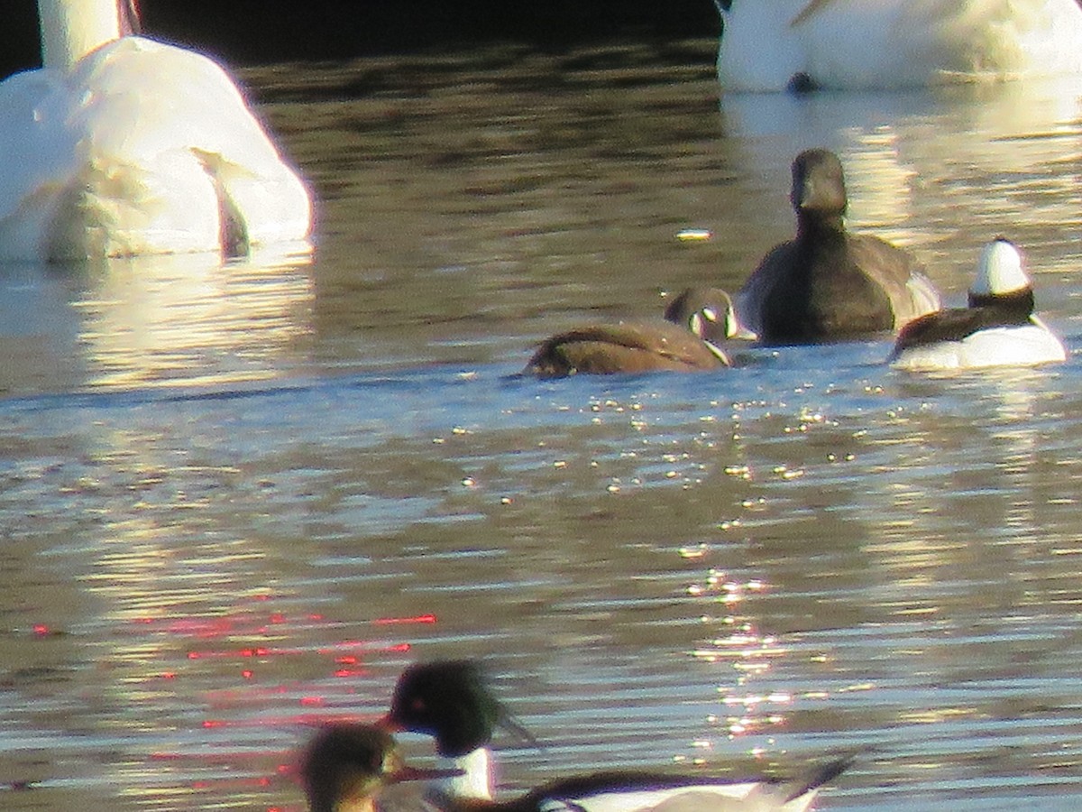 Harlequin Duck - ML218221881