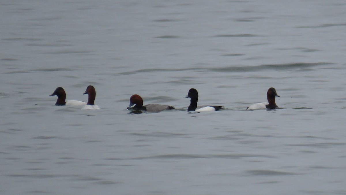 Greater Scaup - ML218222501