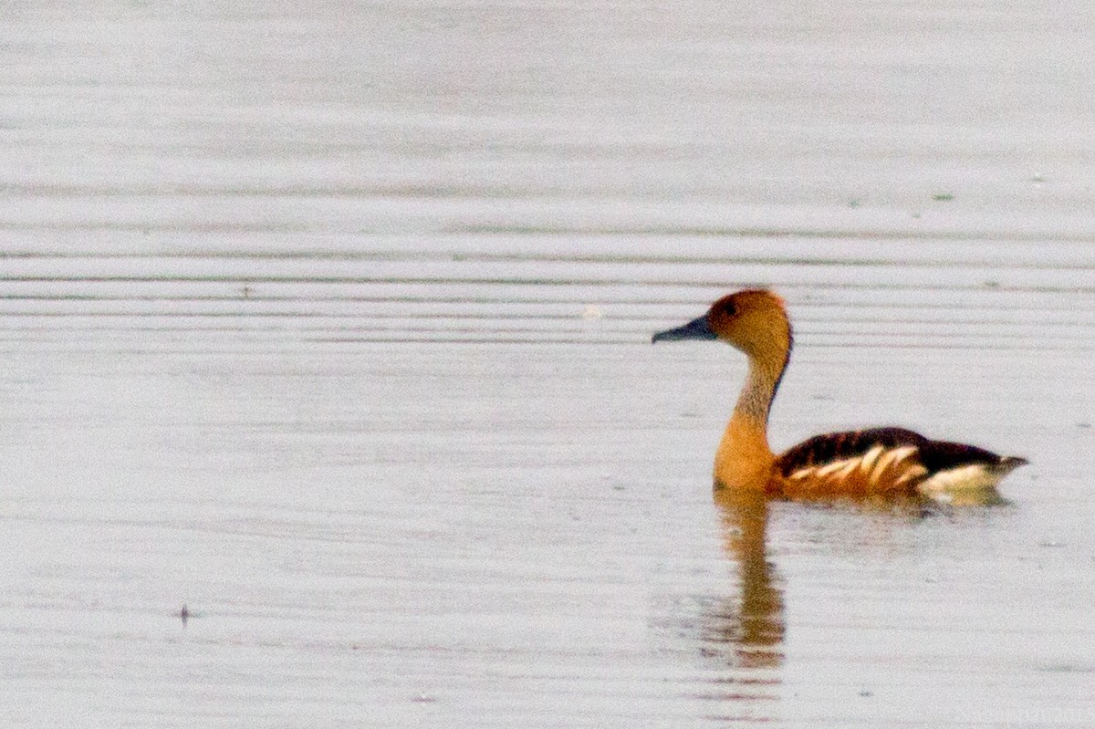 Fulvous Whistling-Duck - ML21822391