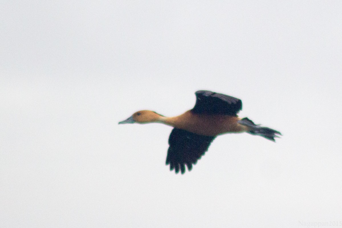 Fulvous Whistling-Duck - ML21822401
