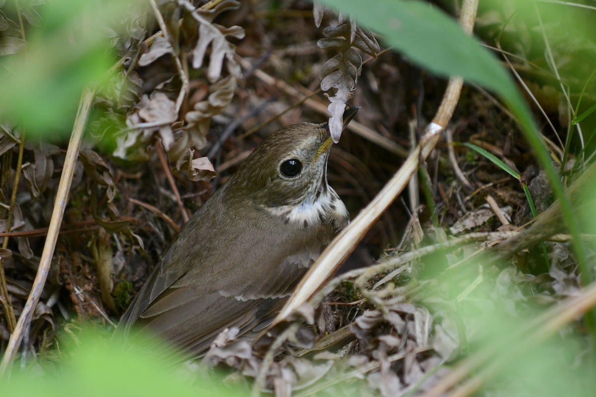 Hermit Thrush - ML218224801