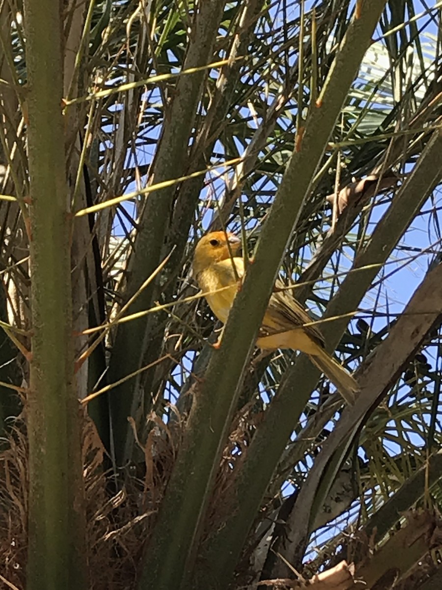 Saffron Finch - ML218227801