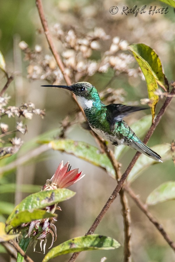 White-throated Hummingbird - Ralph Hatt