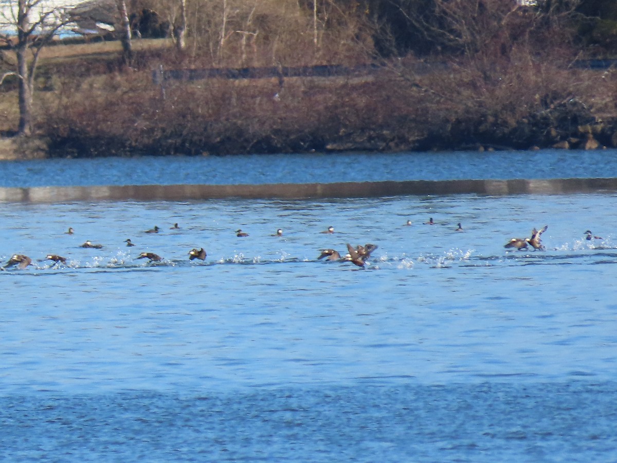 Ruddy Duck - ML218229051