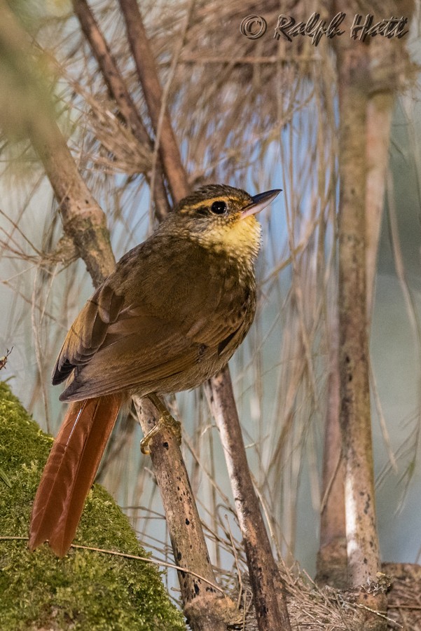 Buff-browed Foliage-gleaner - ML218229311