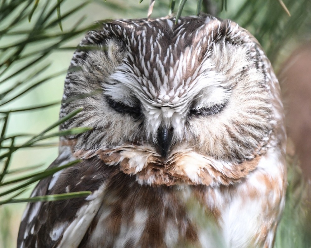 Northern Saw-whet Owl - ML218230071