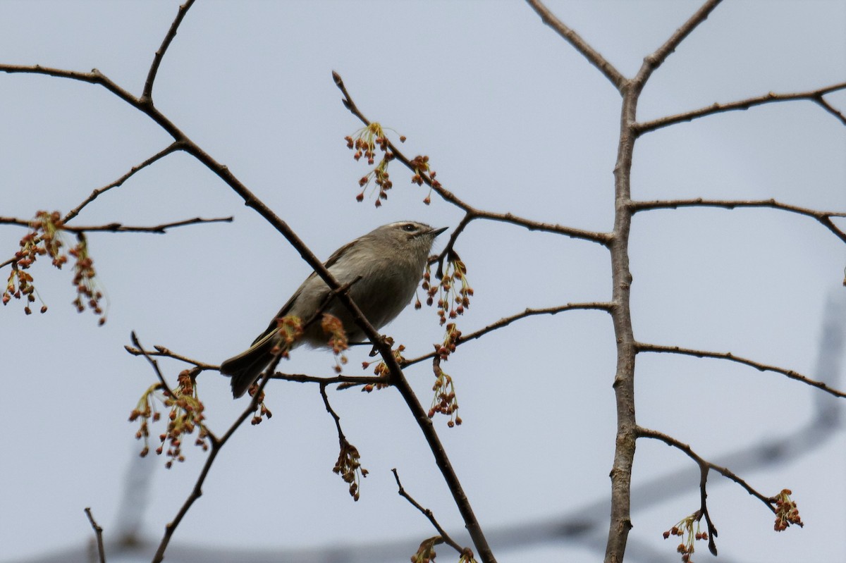 Golden-crowned Kinglet - ML218231571