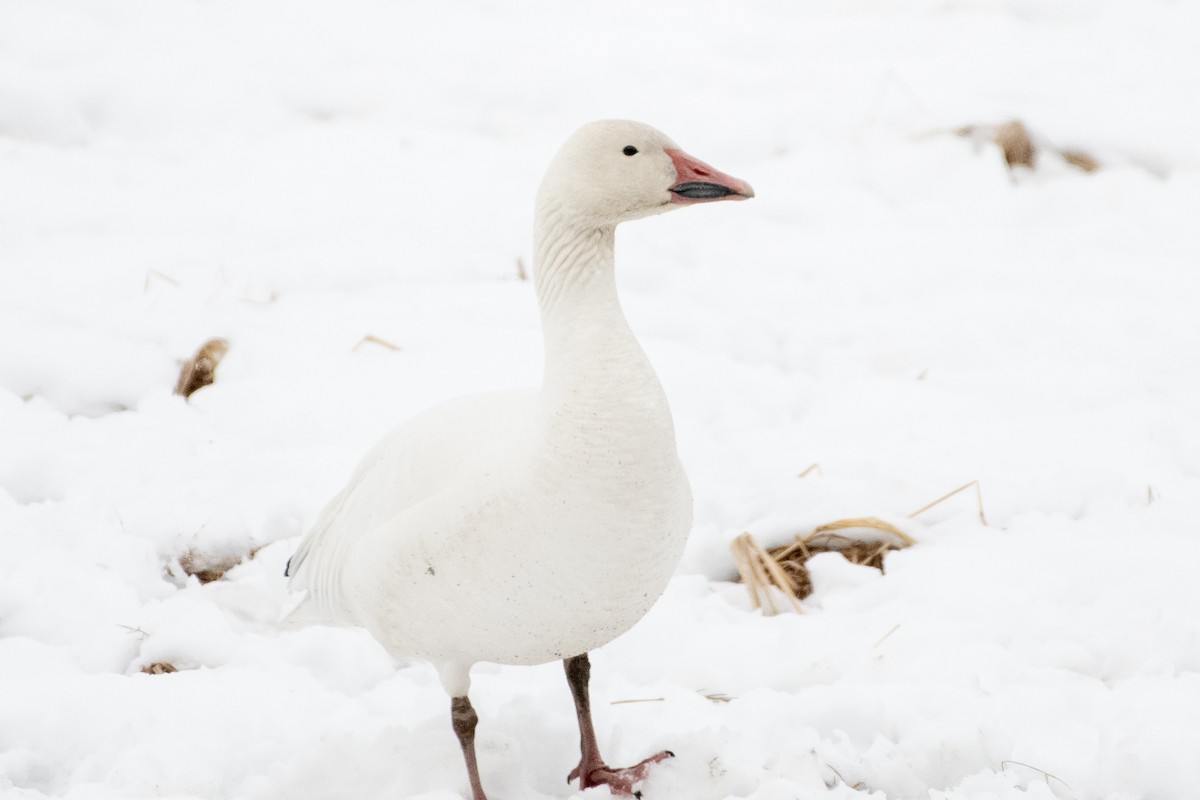 Snow Goose - ML218231821