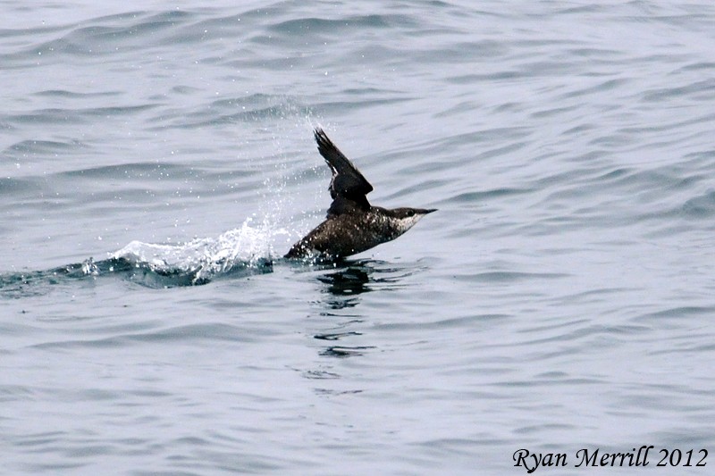 Long-billed Murrelet - ML21823261