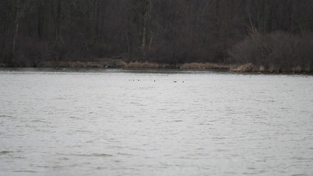 Lesser Scaup - ML218232631