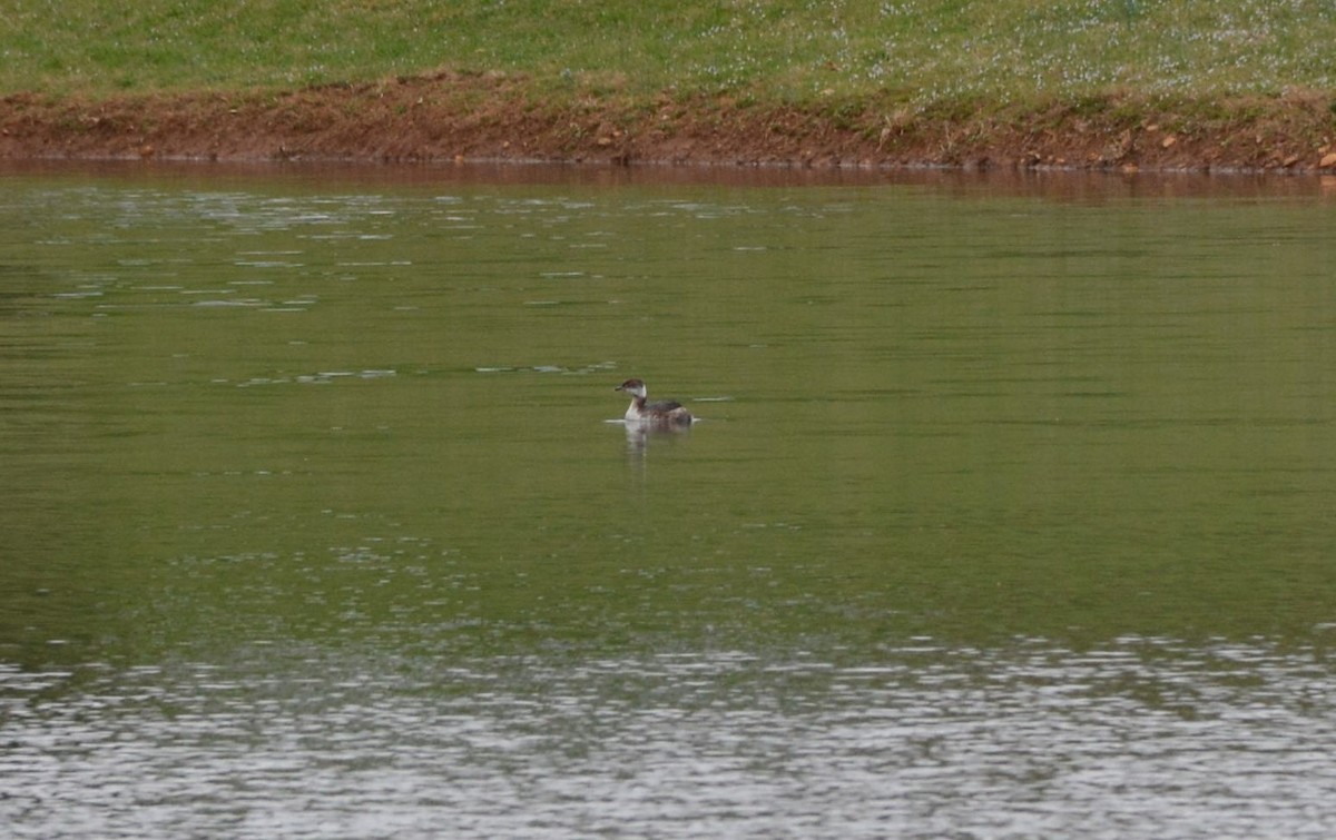 Horned Grebe - ML218232781