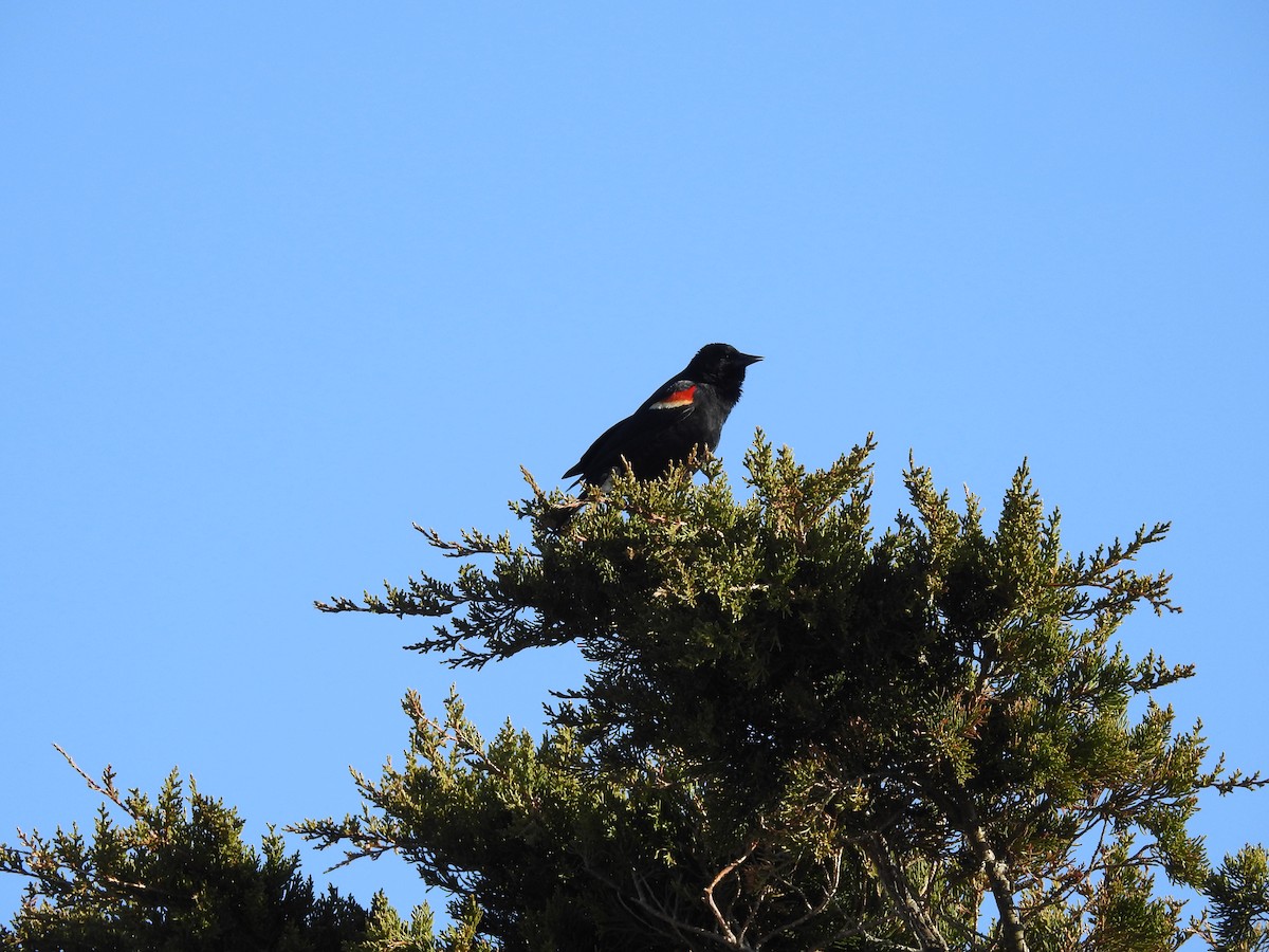 Red-winged Blackbird - ML218233091