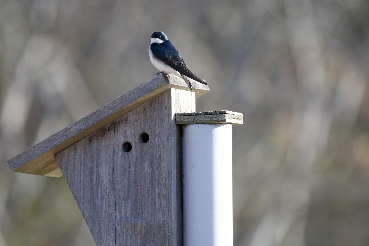 Tree Swallow - ML218235031