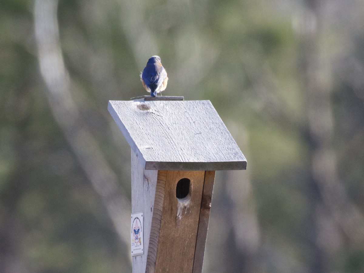 Eastern Bluebird - ML218235571