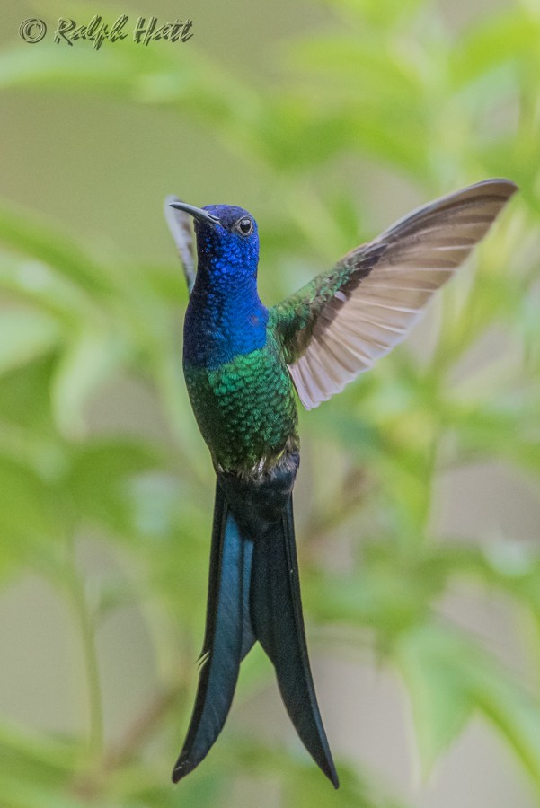 Swallow-tailed Hummingbird - ML218236481