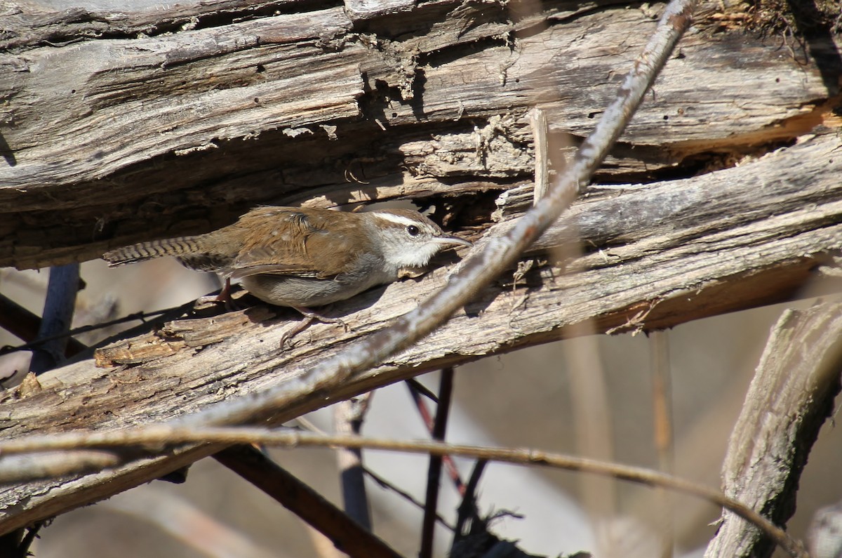 Bewick's Wren - Jared Peck