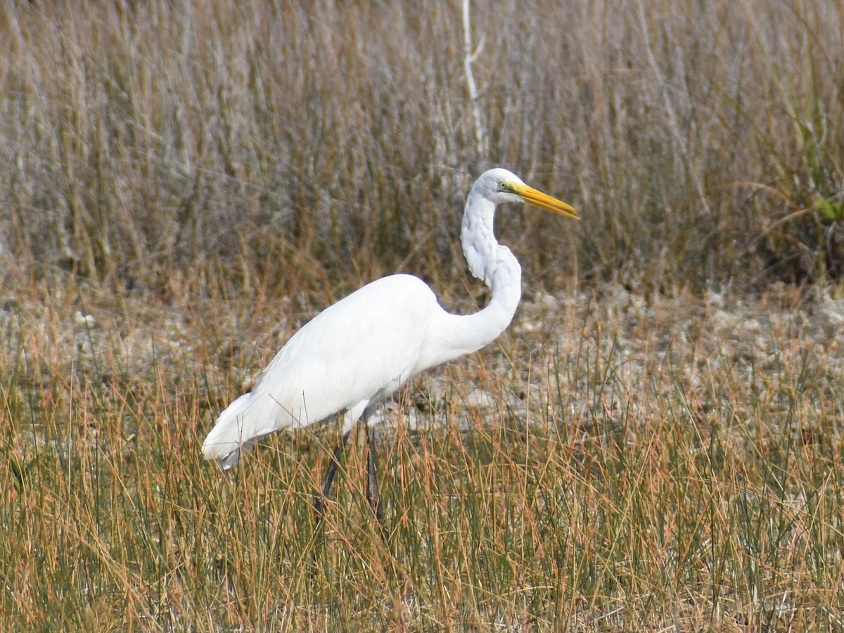 Great Egret - ML218236521